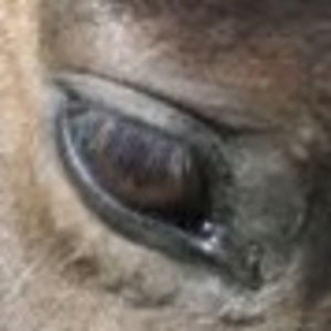 Meet your Posher, Marnie